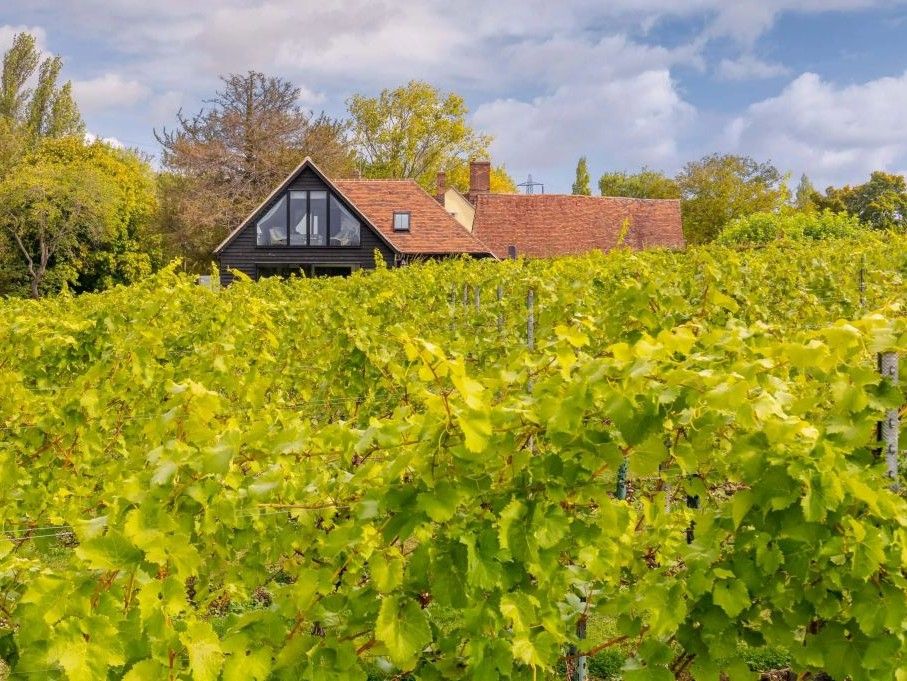 Toppesfield Vineyard